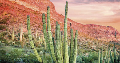 Organ Pipe National Monument
