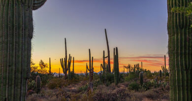 Tucson desert