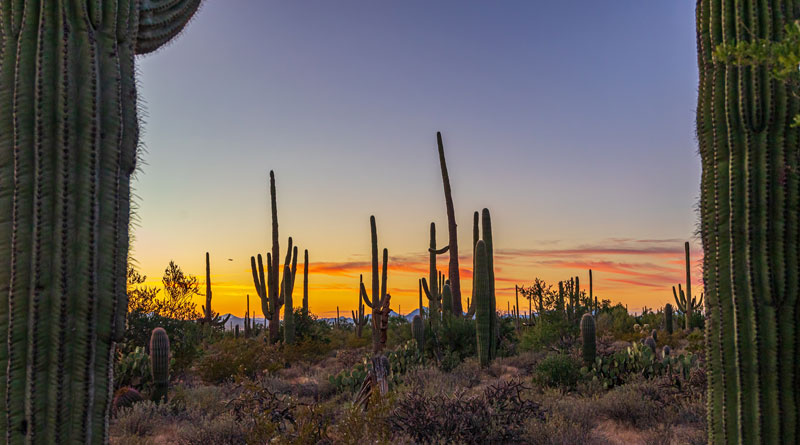 Tucson desert